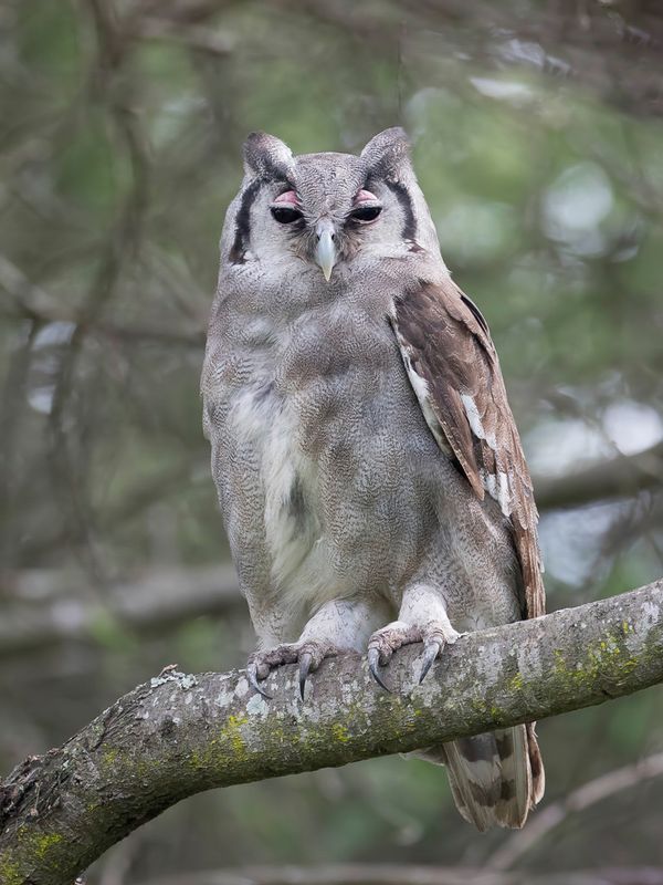 Verreaux's Eagle-Owl