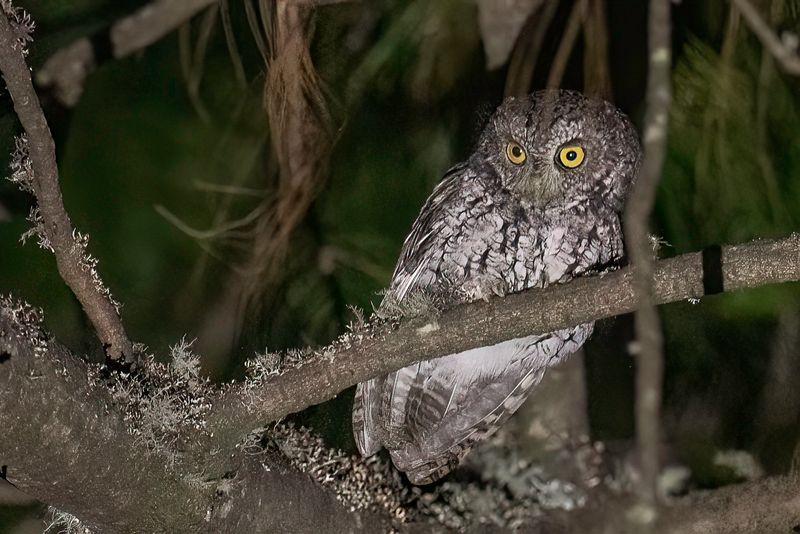 Whiskered Screech Owl