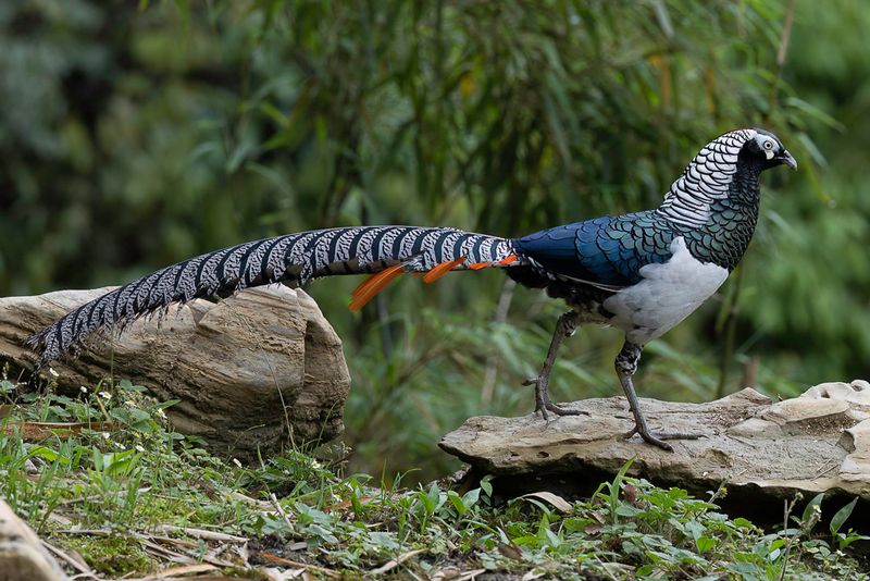 Lady Amherst's Pheasant - Lady-Amherstfazant - Faisan de Lady Amherst (m)
