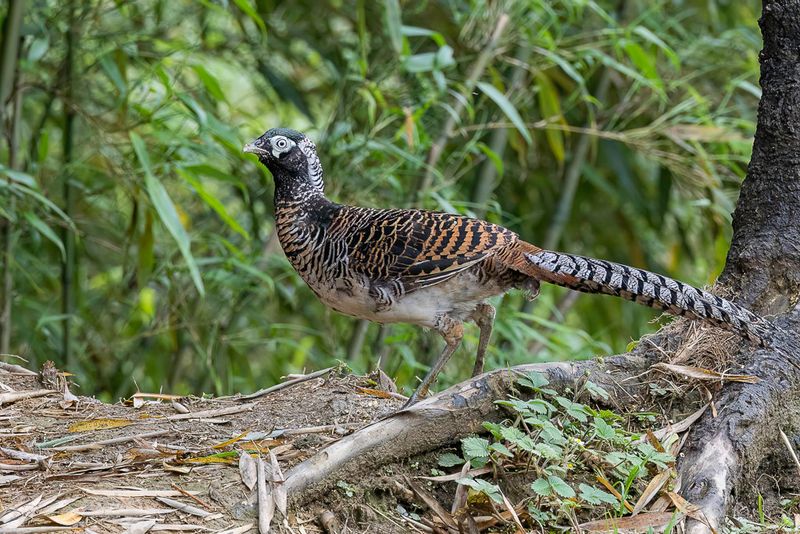 Lady Amherst's Pheasant - Lady-Amherstfazant - Faisan de Lady Amherst (imm m)