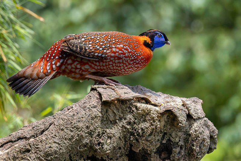 Temminck's Tragopan - Temmincks Saterhoen - Tragopan de Temminck