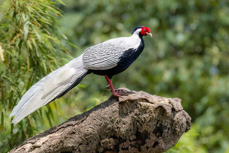 Silver Pheasant - Zilverfazant - Zilverfazant (m)