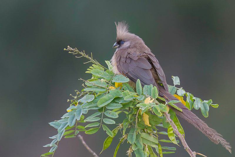 Speckled Mousebird