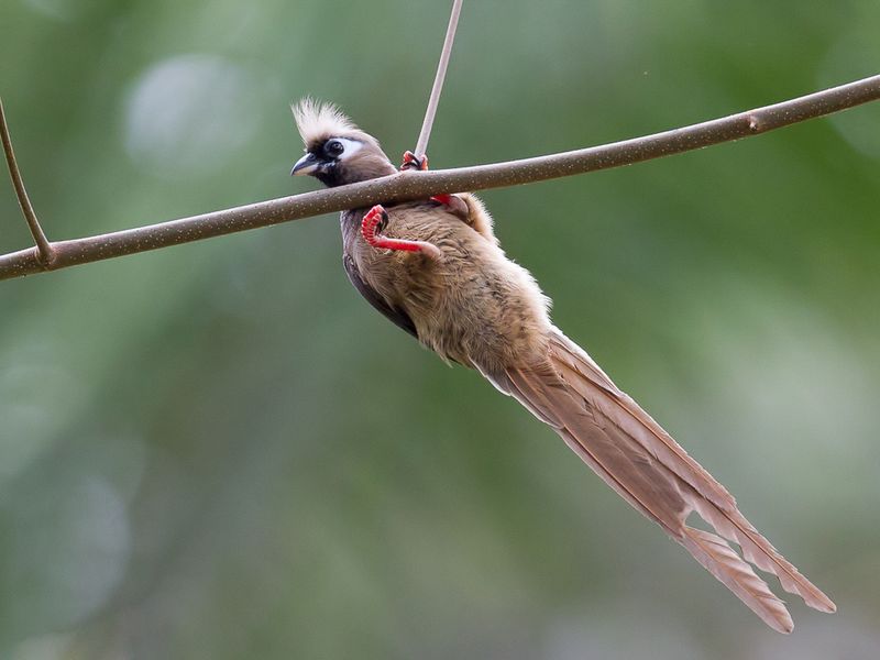Speckled Mousebird
