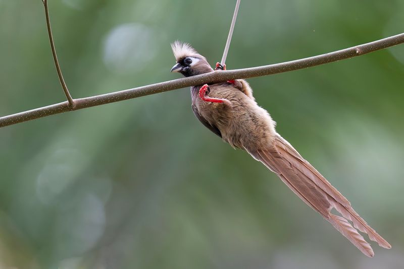 Speckled Mousebird