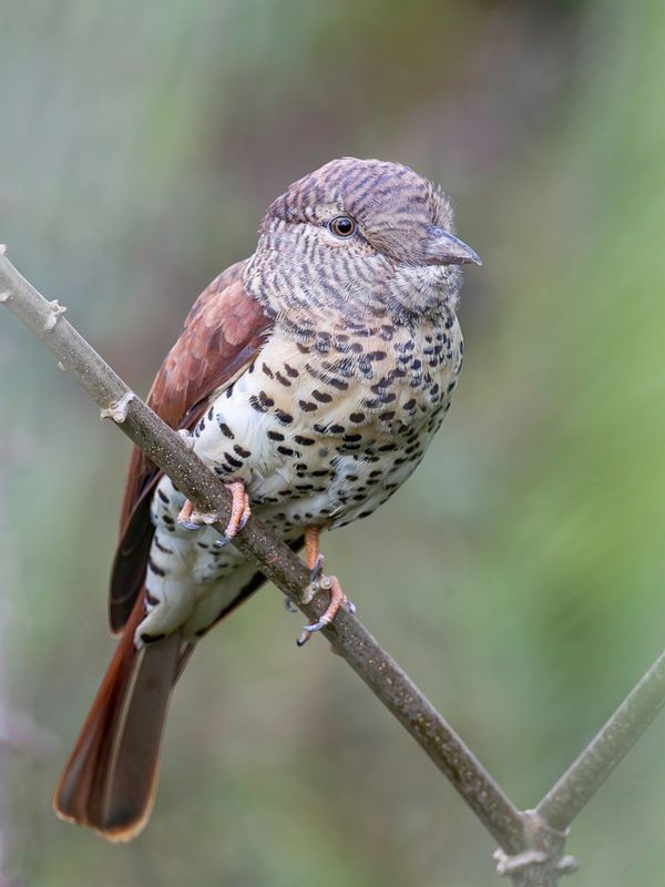 Cuckoo-roller (f)