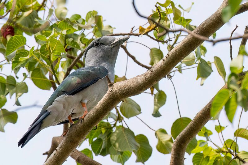 Cuckoo-roller (m)