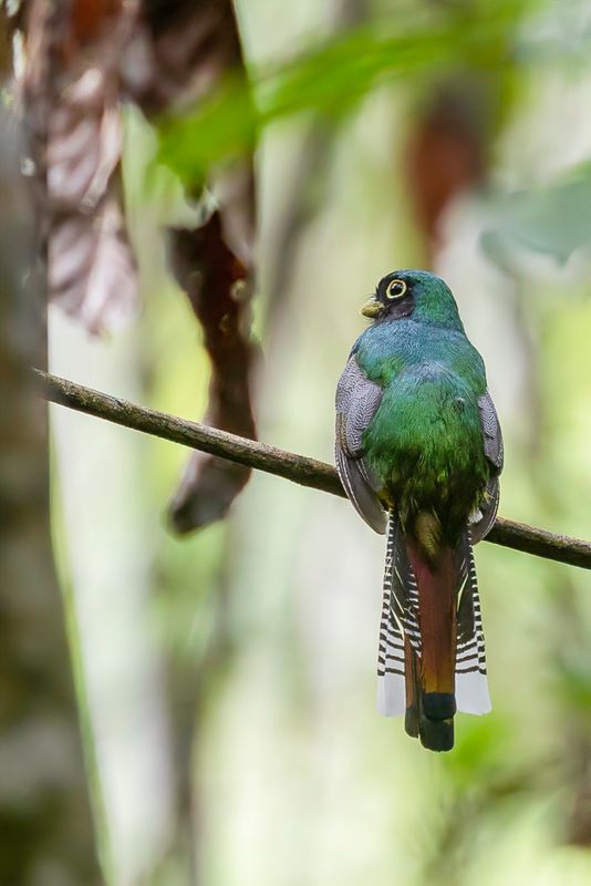 Amazonian Black-throated Trogon (m)