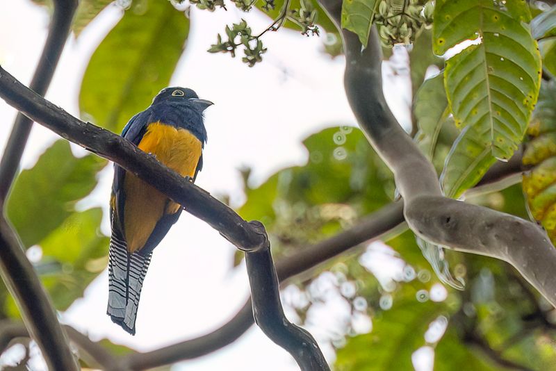 Amazonian Trogon