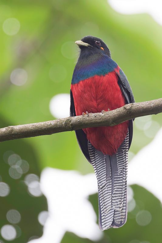 Bar-tailed Trogon (m)