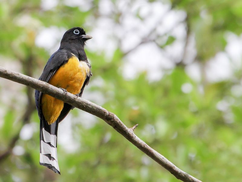 Black-headed trogon (m)