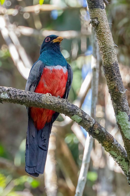 Black-tailed Trogon (m)