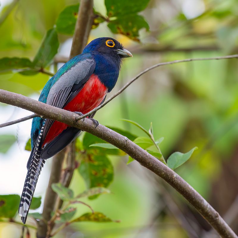 Blue-crowned Trogon