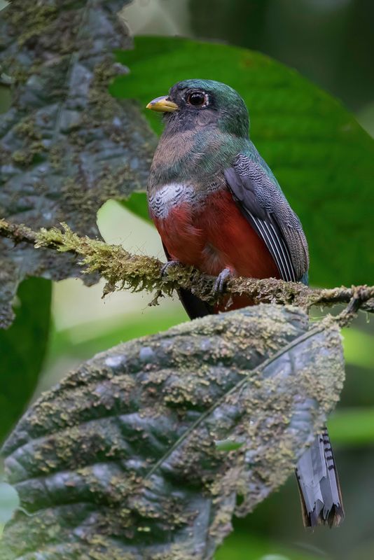 Collared Trogon (m)