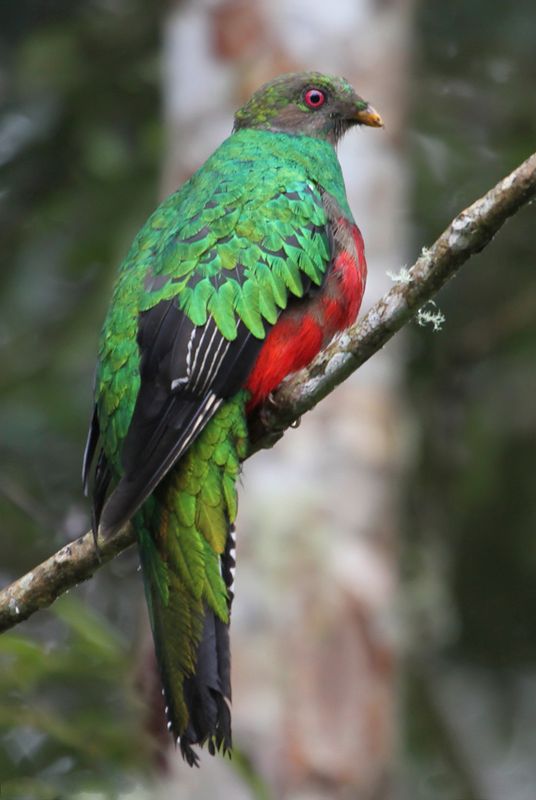 Crested Quetzal (f)