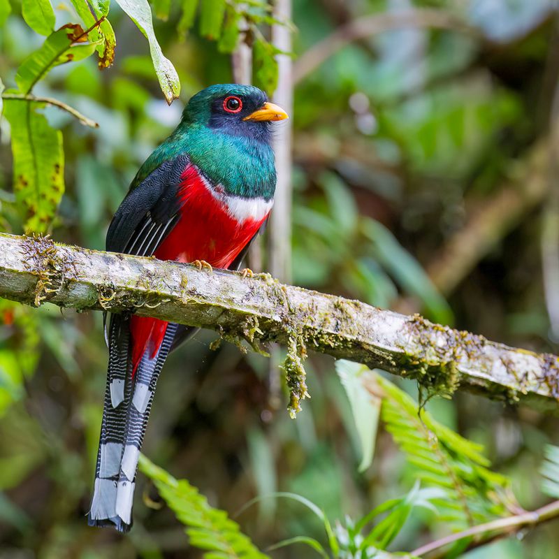 Masked Trogon (m)
