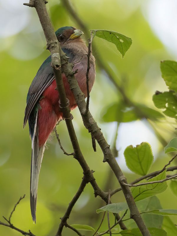 Narina Trogon (f)