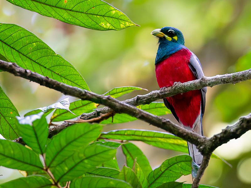 Naringa Trogon (m)