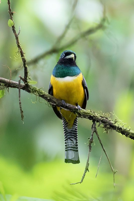 Northern Black-throated Trogon (m)
