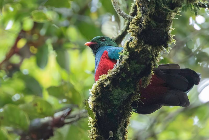 Pavonine Quetzal