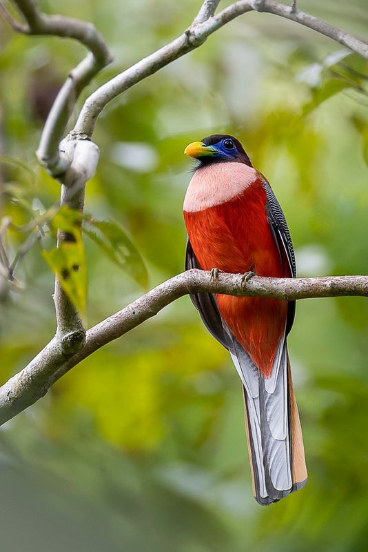 Philippine Trogon (m)