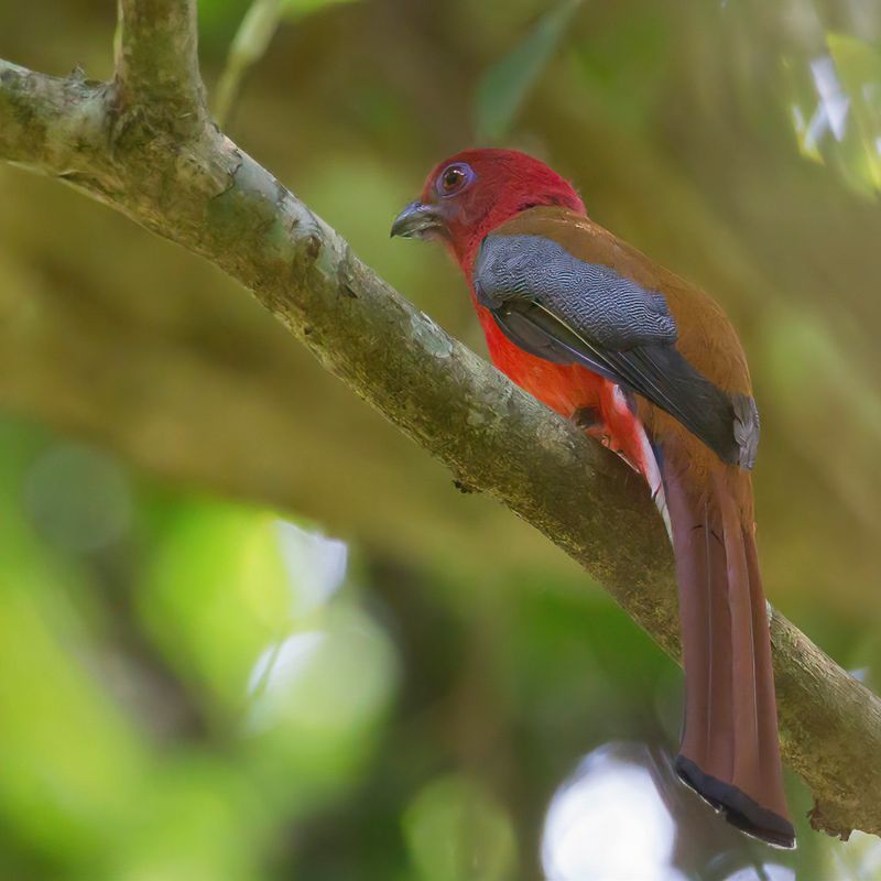 Red-headed Trogon (f)