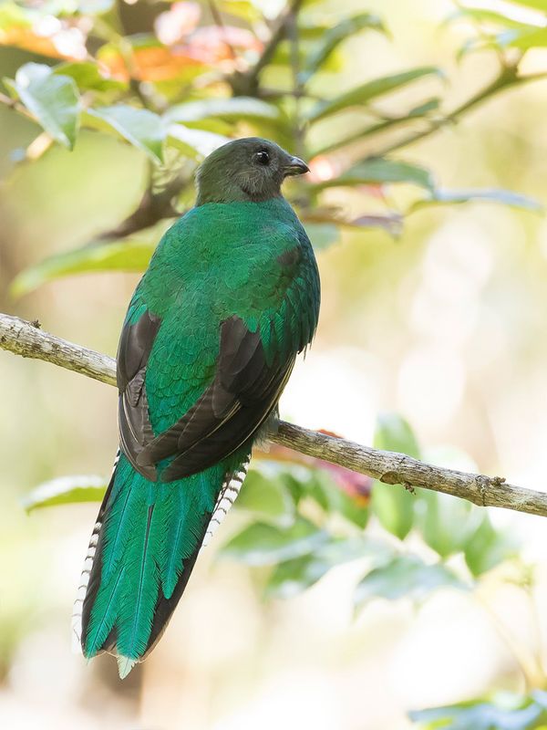 Resplendent Quetzal (f)
