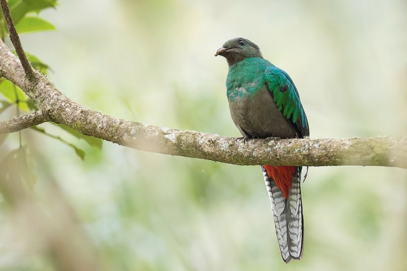 Resplendent Quetzal (f)
