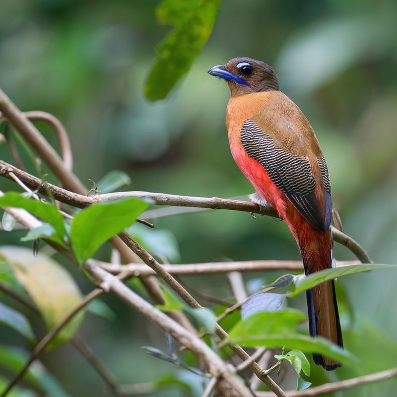 Scarlet-rumped Trogon (f)
