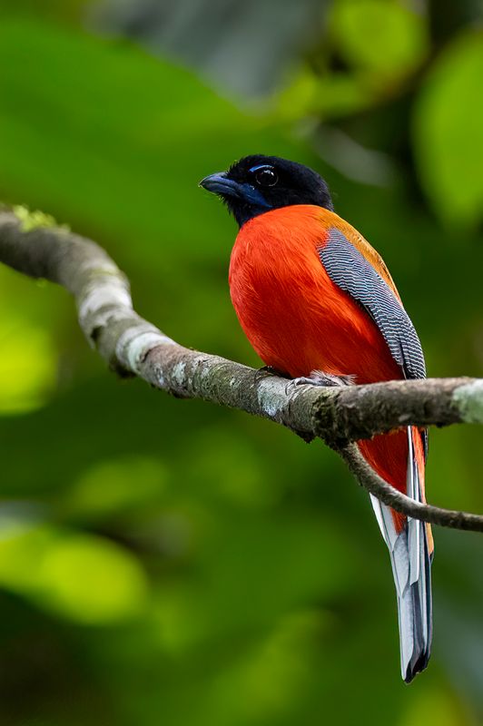 Scarlet-rumped Trogon (m)