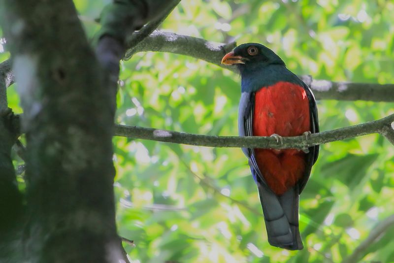 Slaty-tailed Trogon