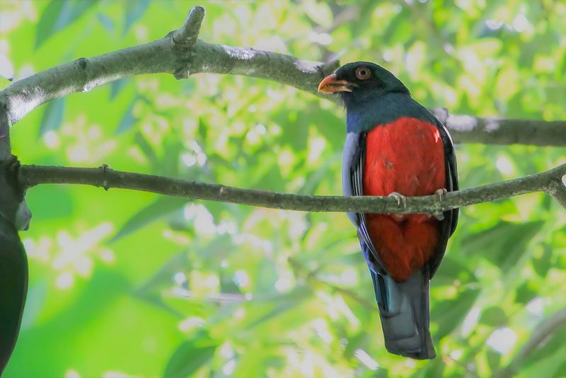 Slaty-tailed Trogon