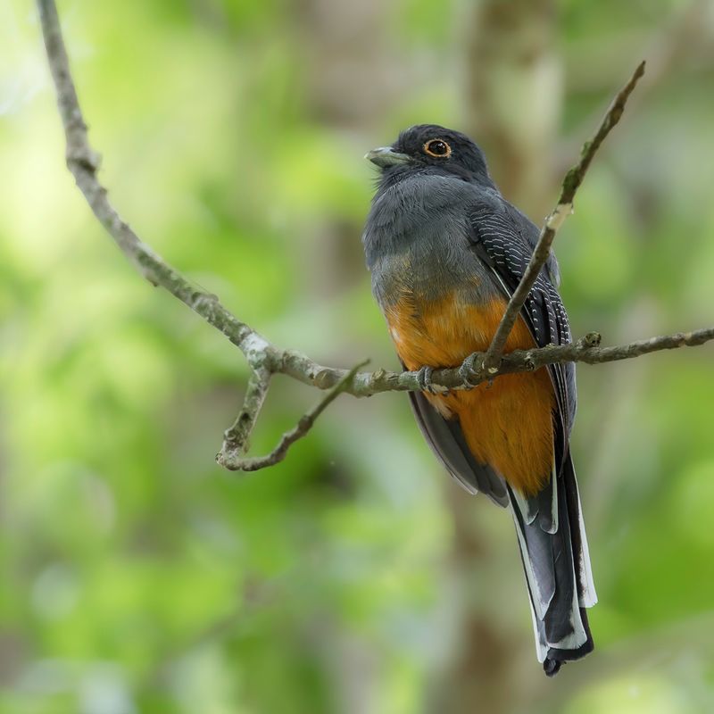 Surucua Trogon (f)