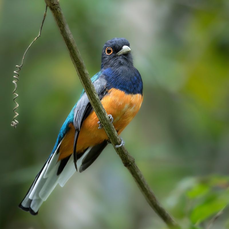 Surucua Trogon (m)