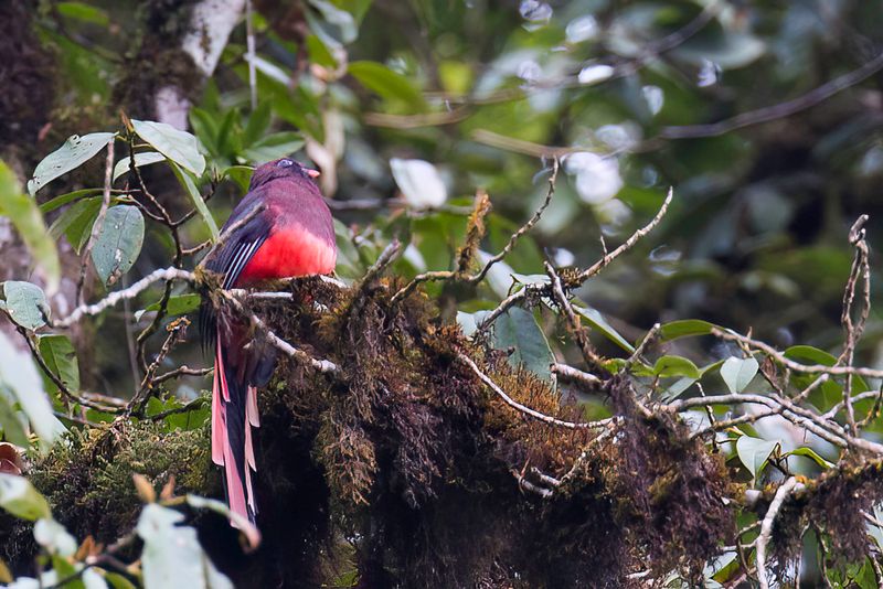Ward's Trogon