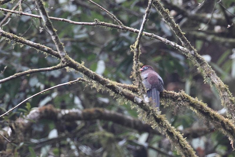 Ward's Trogon