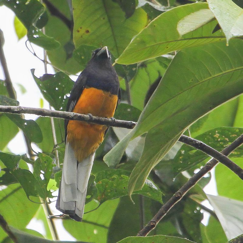 White-tailed Trogon