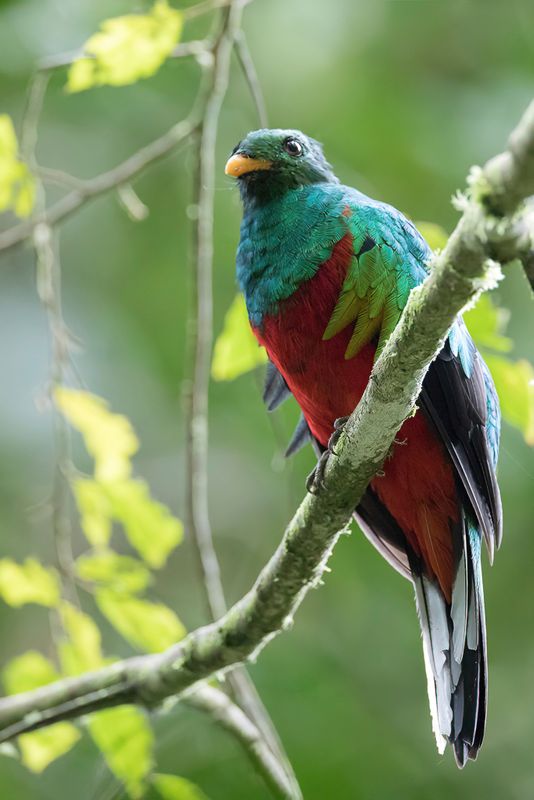 White-tipped Quetzal (m)