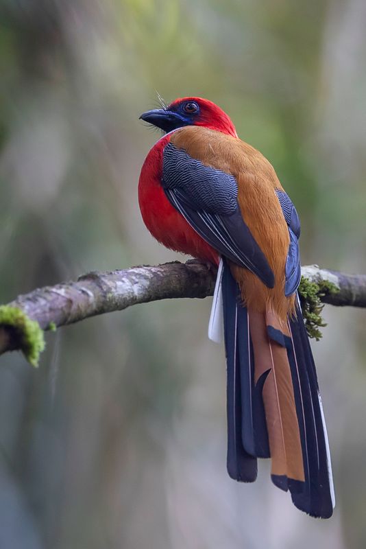 Whitehead's Trogon (m)