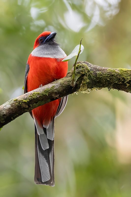 Whitehead's Trogon (m)