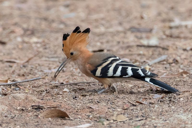 084 Upupidae - Hoopoes