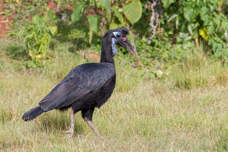 Abyssinian Ground Hornbill (f)