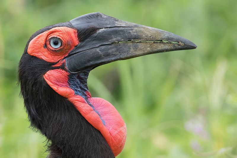 Southern Ground Hornbill