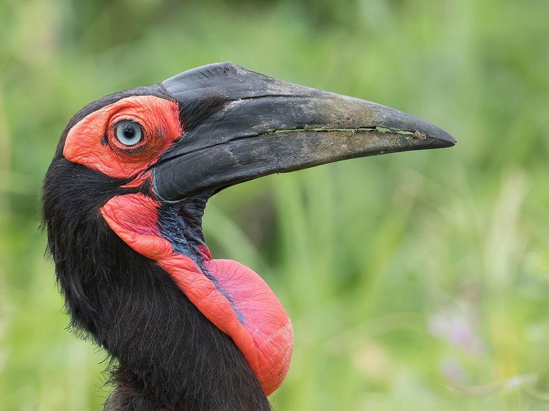 Southern Ground Hornbill