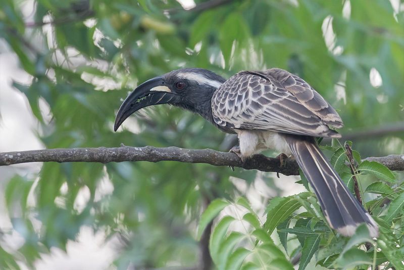 African Grey Hornbill (m)