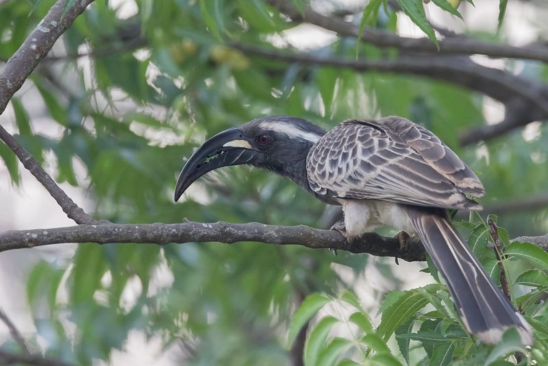African Grey Hornbill (m)