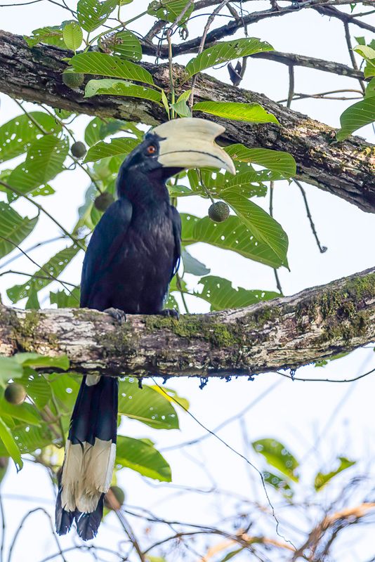 Black Hornbill