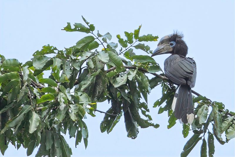 Black-casqued Hornbill (f)