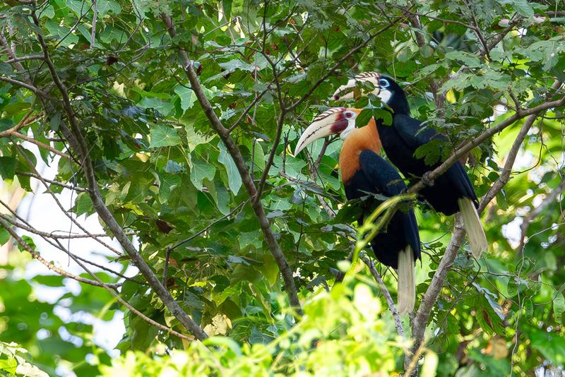 Blyth's Hornbill