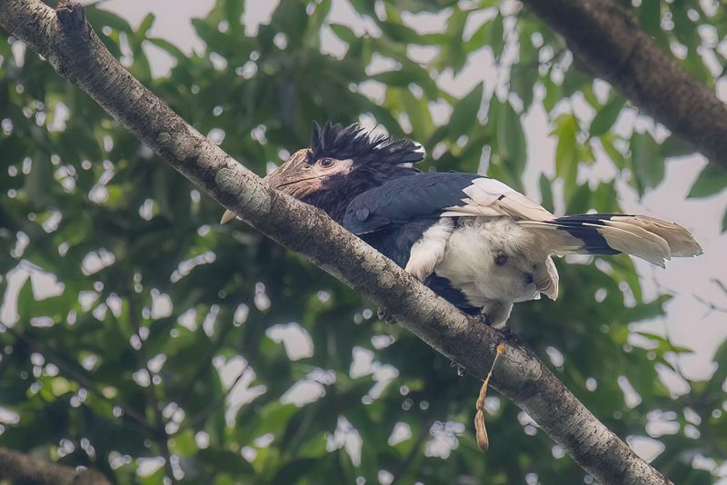 Brown-cheeked Hornbill (f)